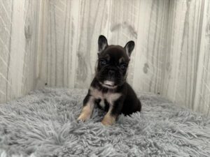 Petland Largo Florida French Bulldog puppy available