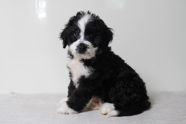 Jack - Bernedoodle Mini