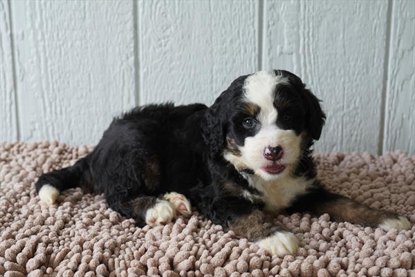 King - Bernedoodle