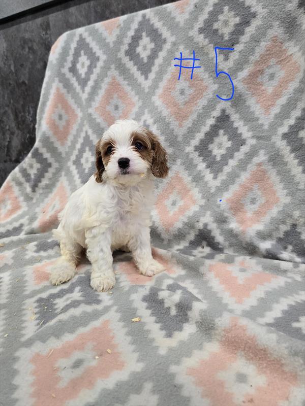 Lottie-Rae - Cavapoo