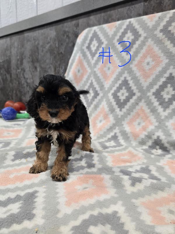 Winston - Cavapoo