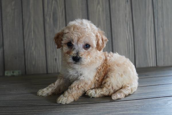Buddy - Bichapoo