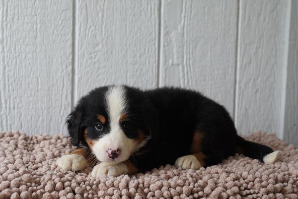 Teddy - Bernese Mountain Dog
