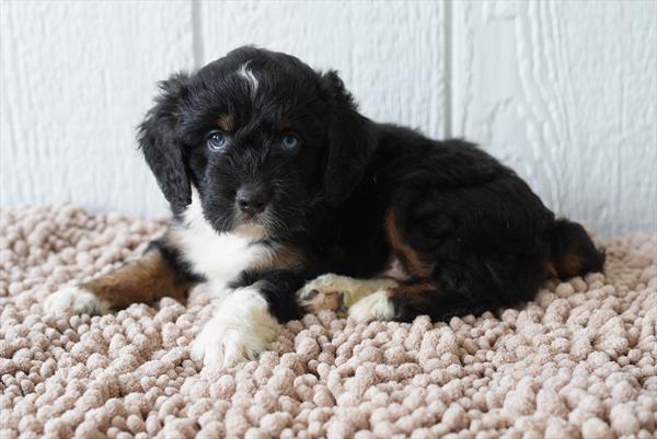 Louie - Aussiedoodle Mini