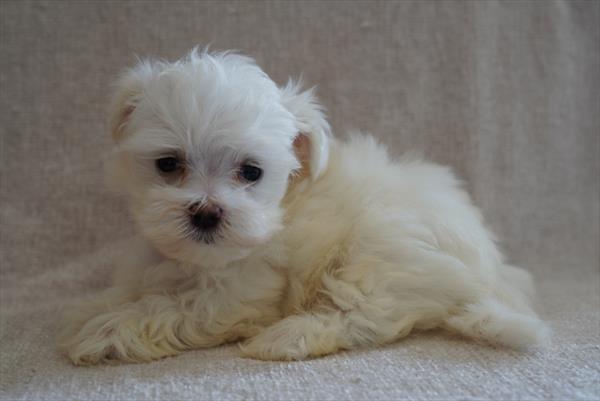 Leo - Maltese
