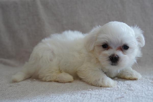 Zeus - Maltese