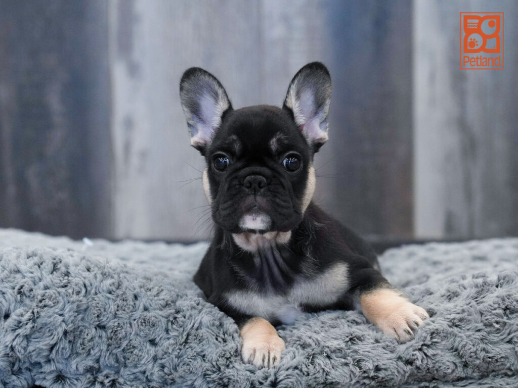 Lupin - French Bulldog