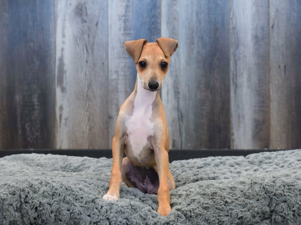 Clover-May - Italian Greyhound