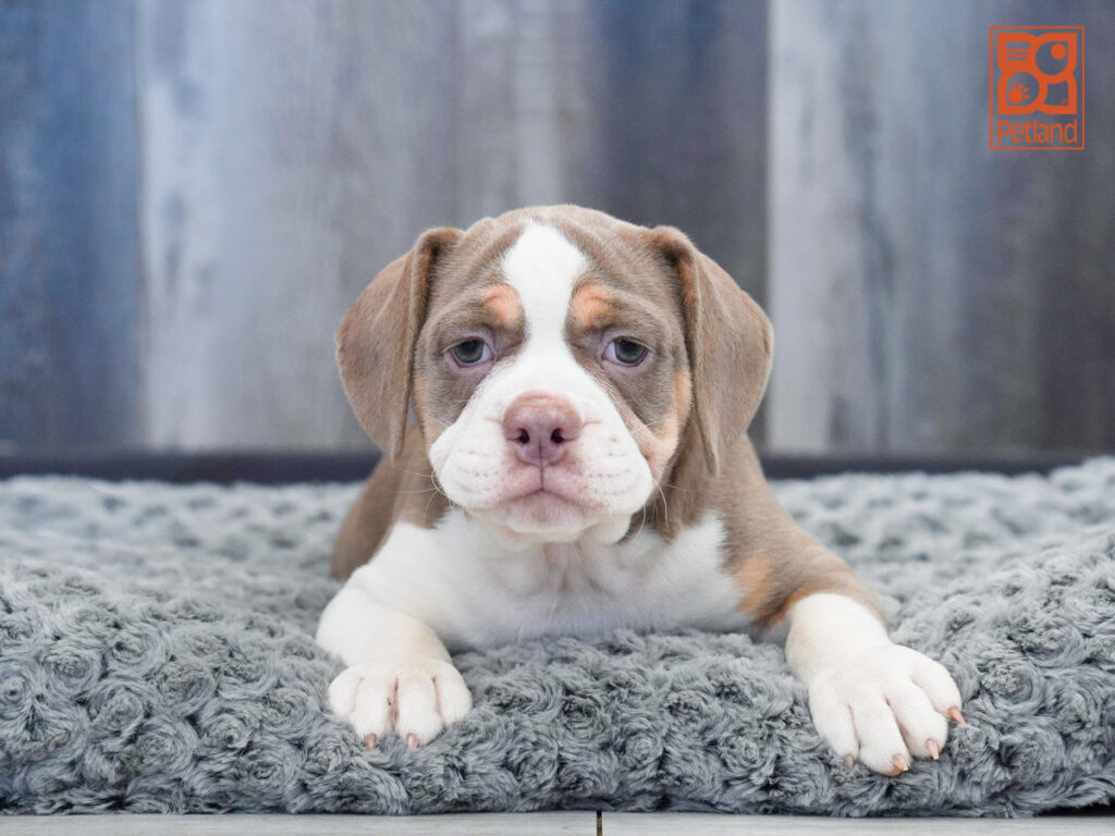 Gemma - Beabull 2nd Gen