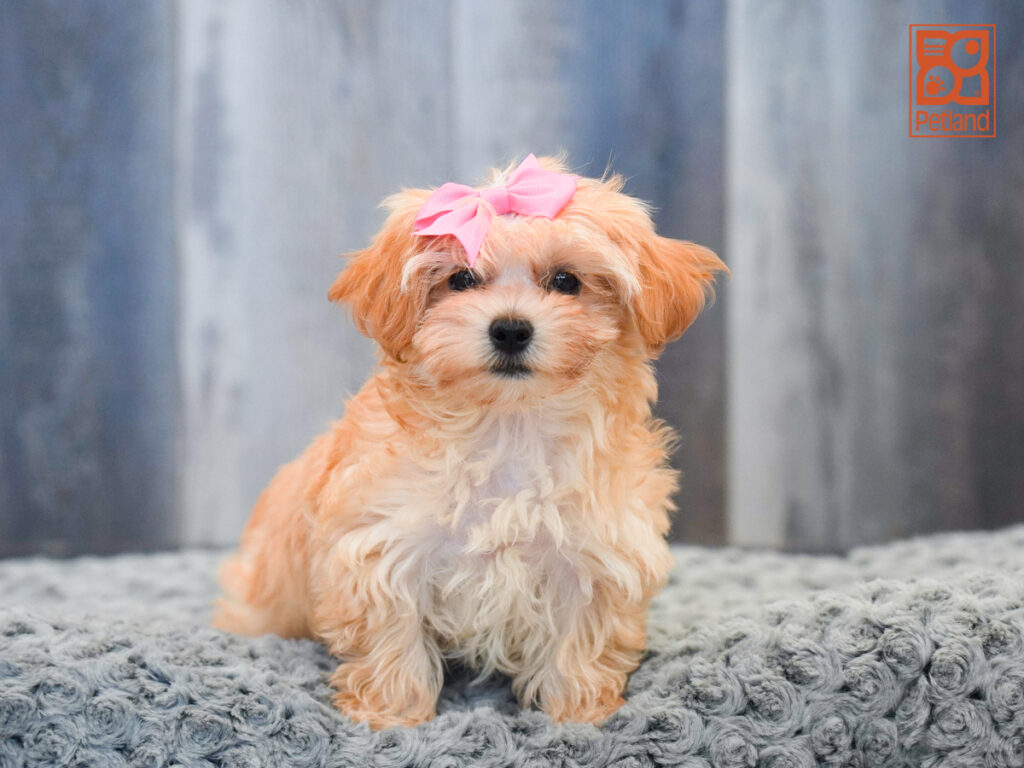 Sonnet - Maltipoo