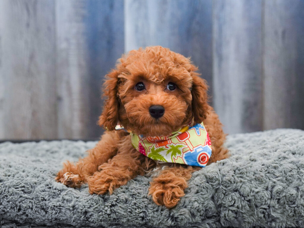 Fluff - Poodle