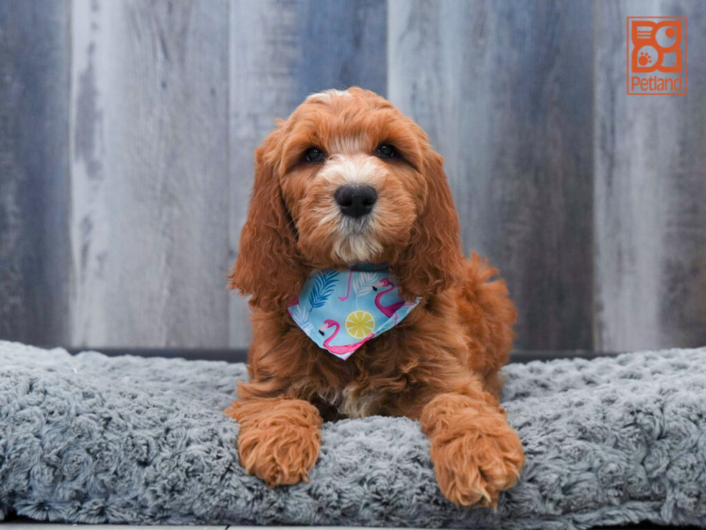 Spike - Goldendoodle 2nd Gen