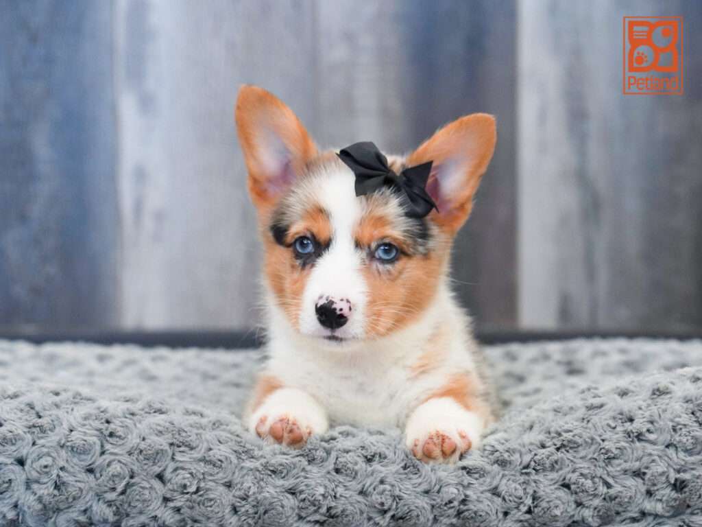 Gingersnap - Pembroke Welsh Corgi