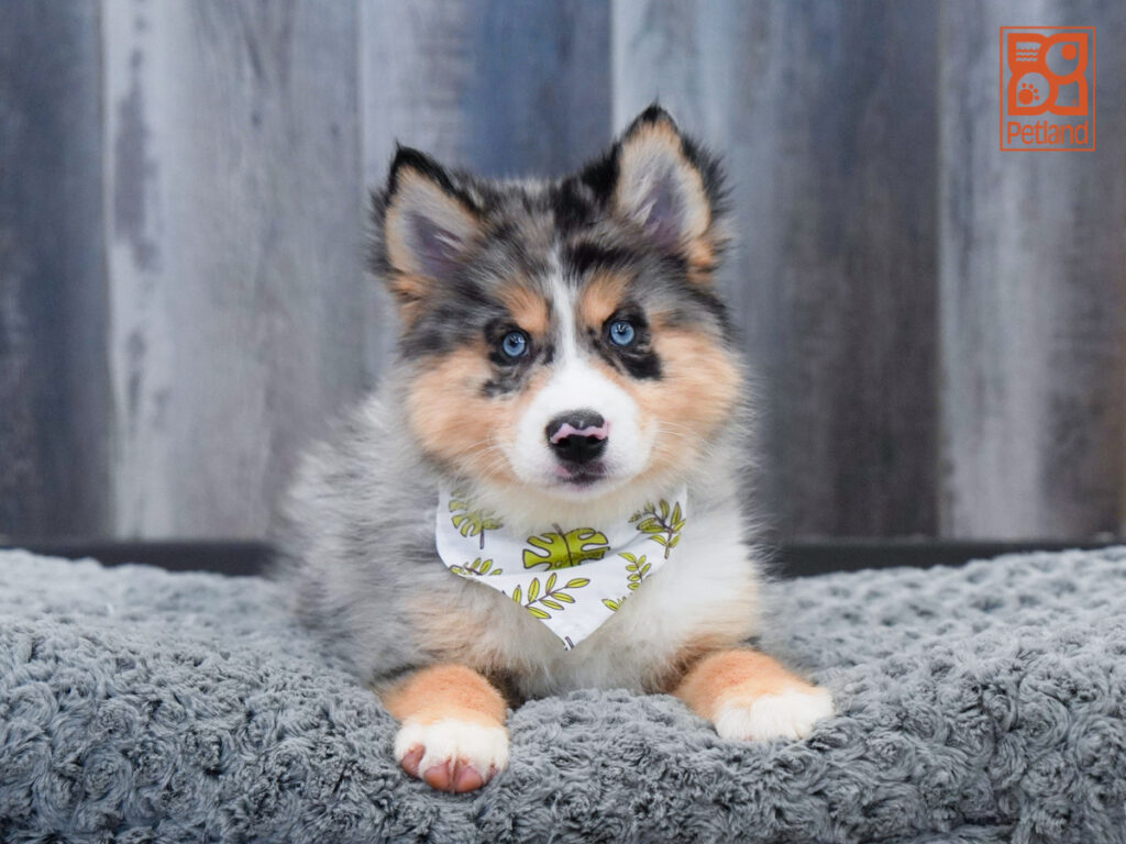 Maxx - Pomsky 2nd Gen
