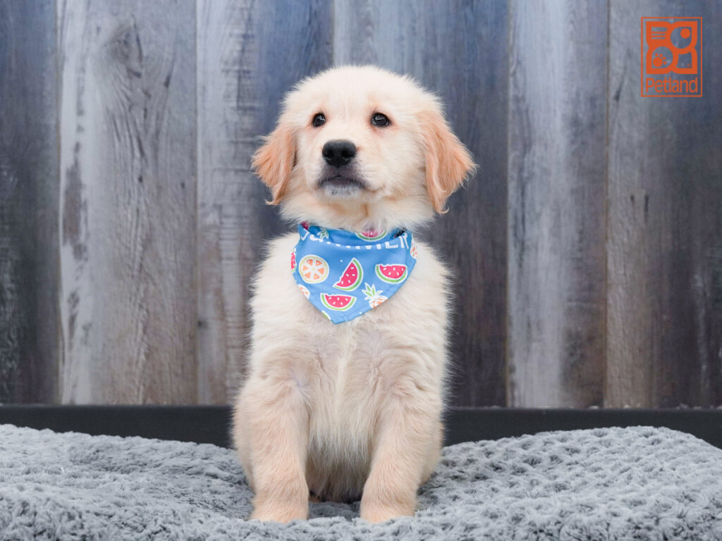 Lucky - Golden Retriever