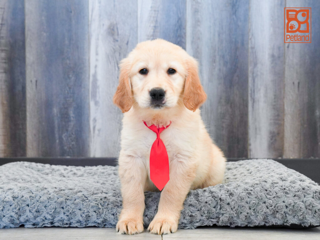 Rocky - Golden Retriever