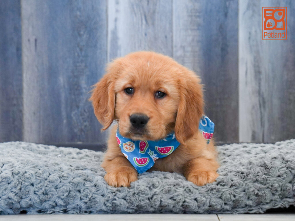 Duke - Golden Retriever