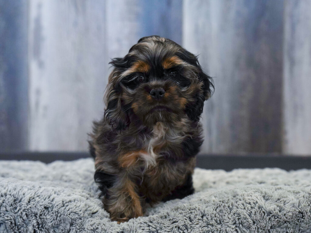 Commander - Cocker Spaniel
