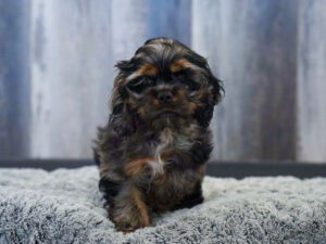 Cocker Spaniel