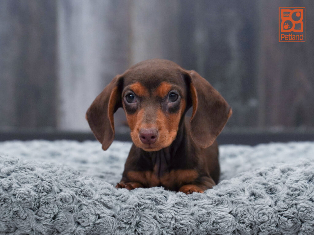 Bear - Dachshund