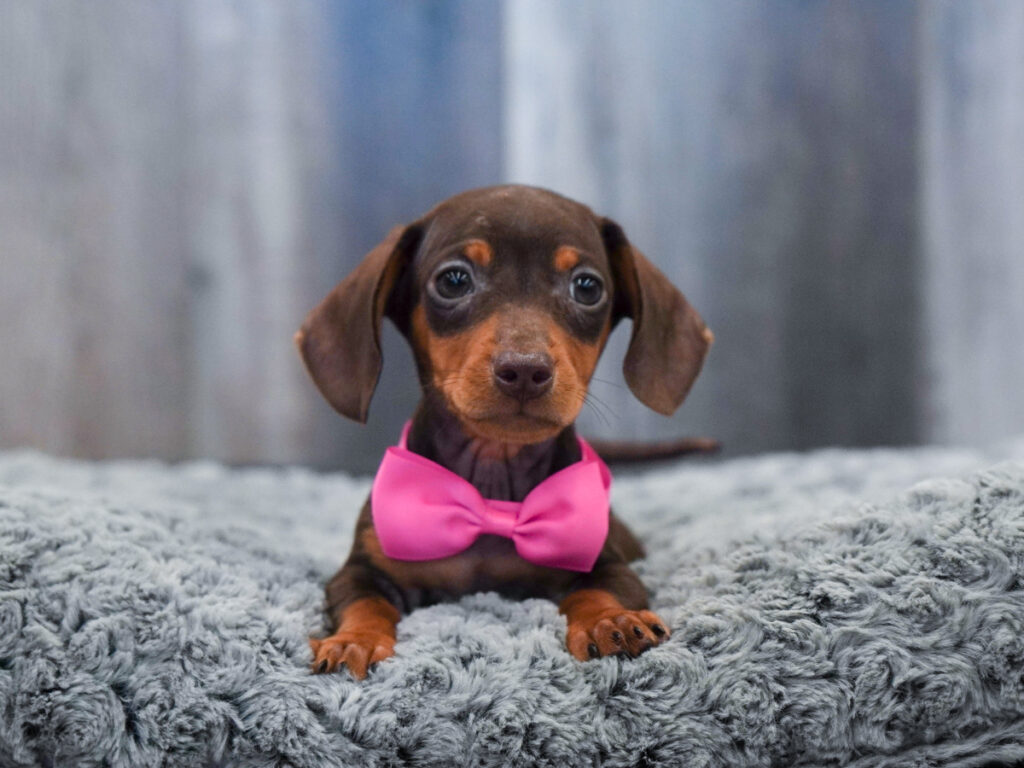 Billy - Dachshund