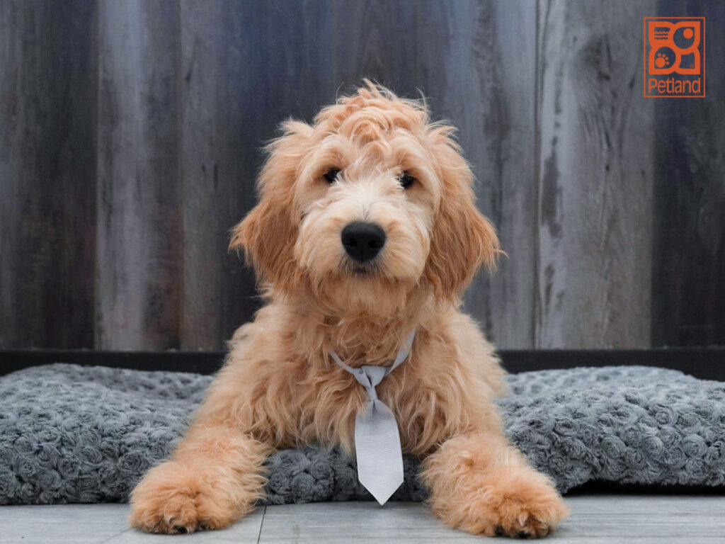 Rudolph - Mini Goldendoodle