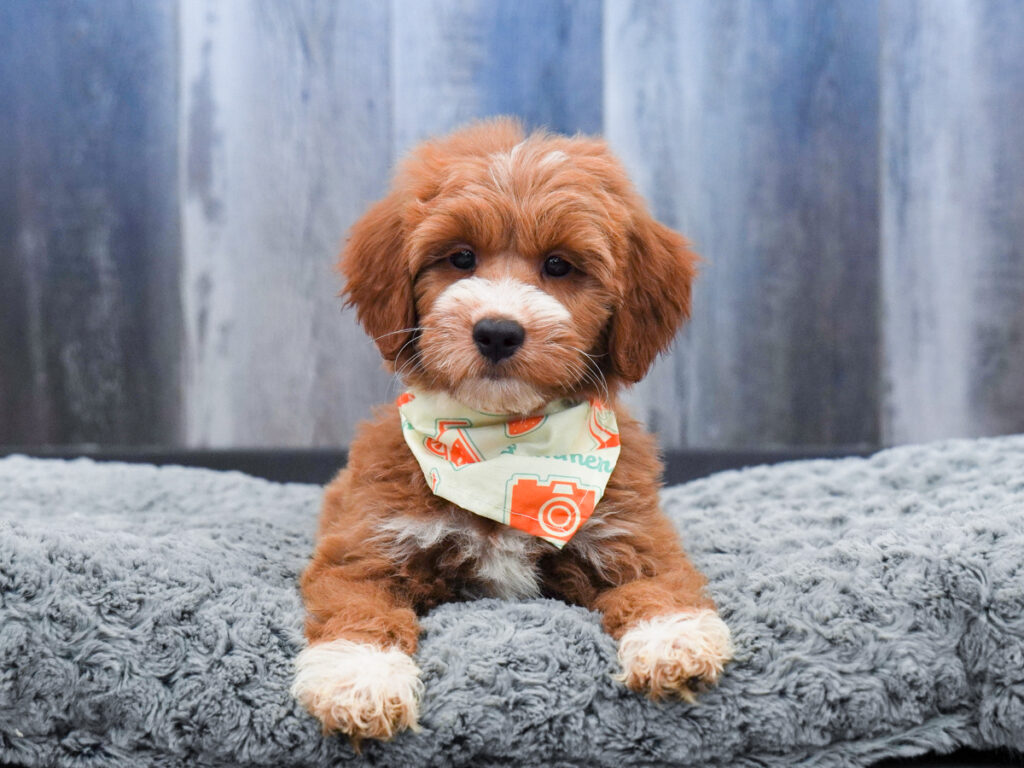 Jackson - Goldendoodle Mini 2nd Gen