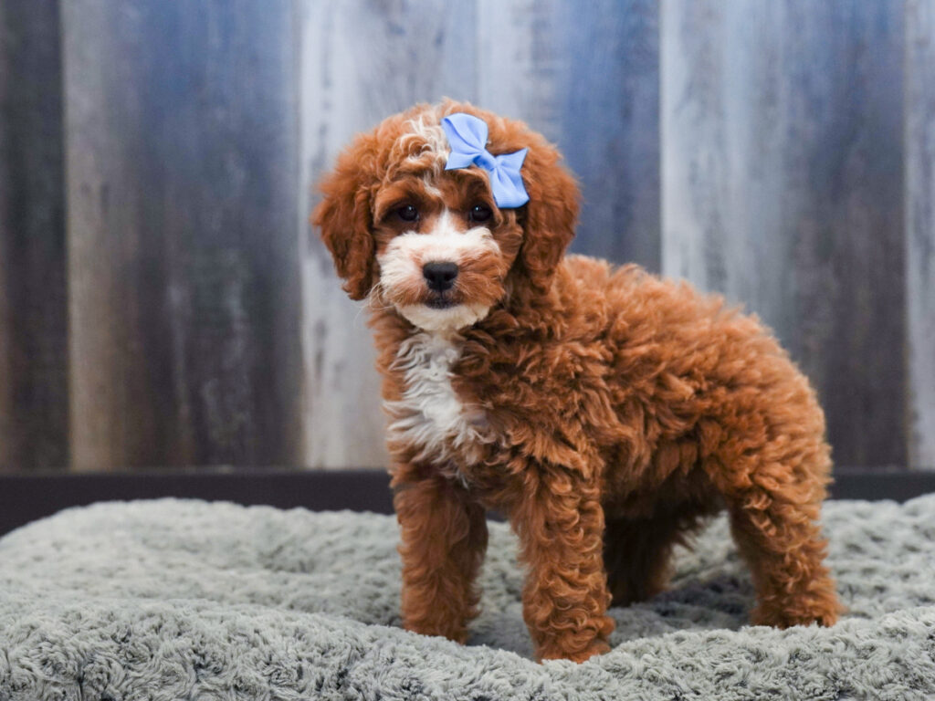 Zuri - Goldendoodle Mini 2nd Gen