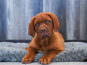 Petland Largo Florida Dogue de Bordeaux puppy available