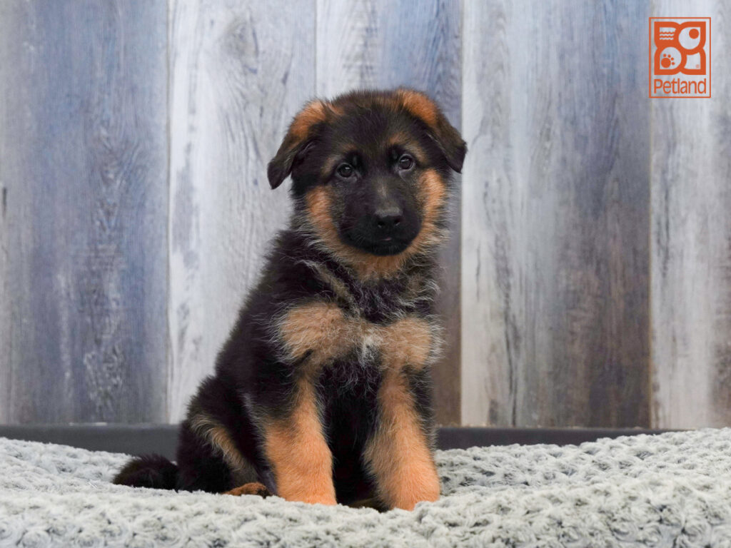 Max - German Shepherd Dog