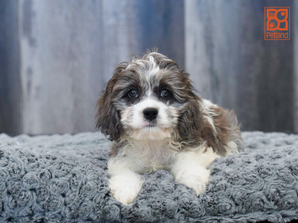 Clarabelle - Cavapoo