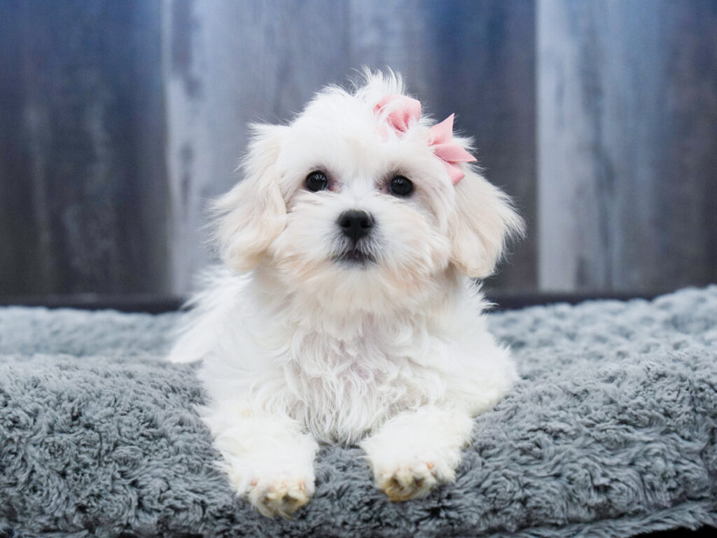 Bessie - Teddy Bear
