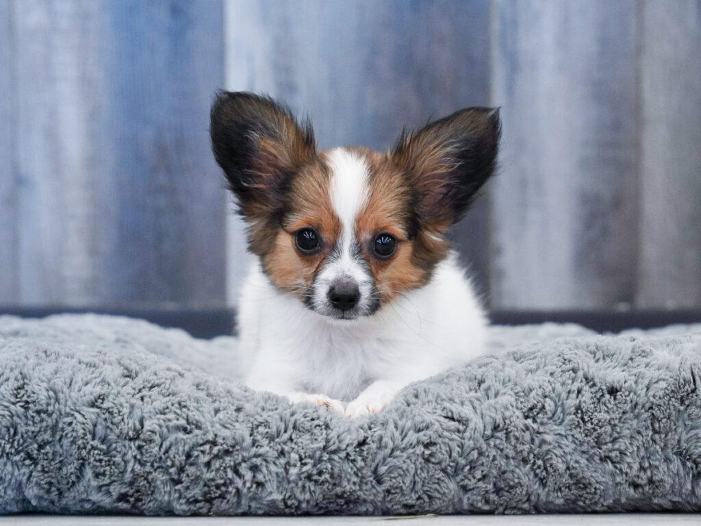 Louie - Papillon