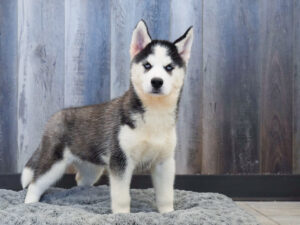 Siberian Husky
