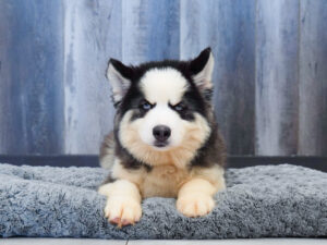 Siberian Husky