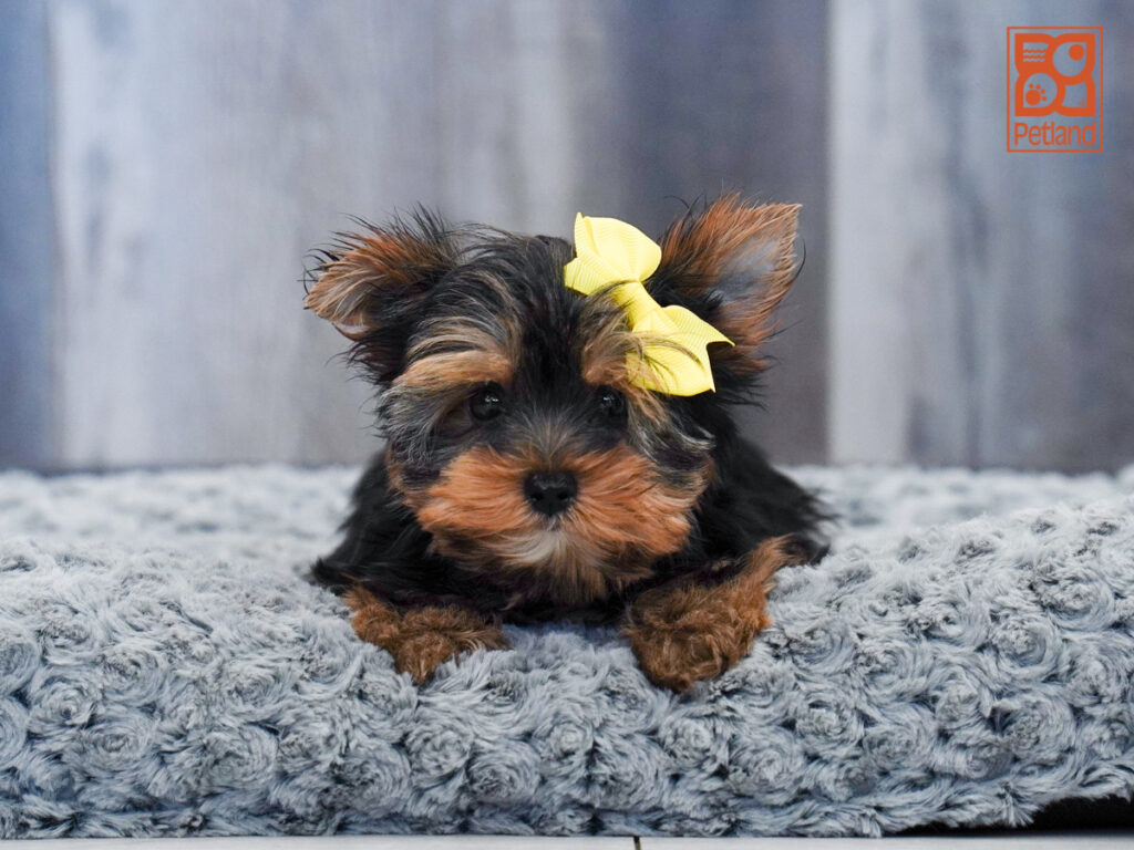 Pansy - Yorkshire Terrier