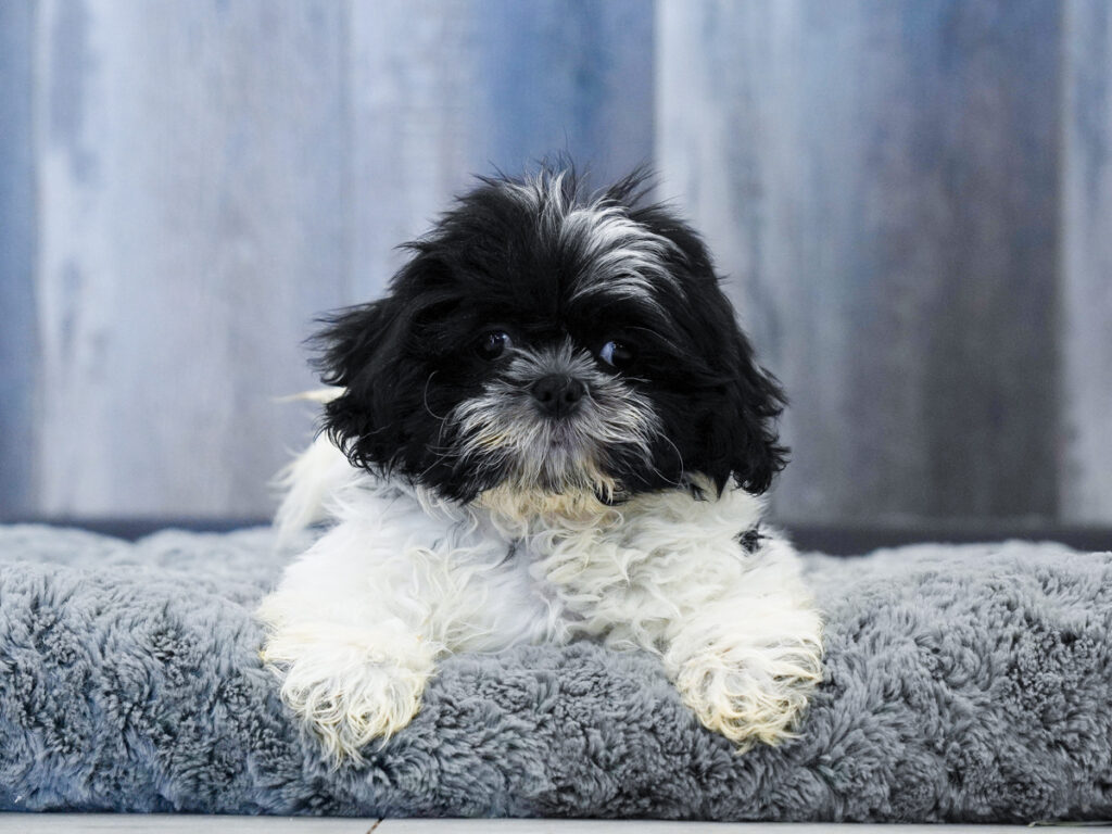 Bearington - Shih Tzu
