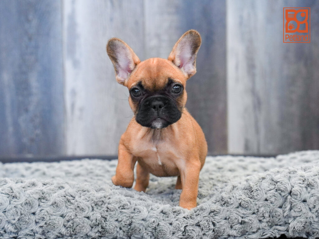 Elsie - French Bulldog