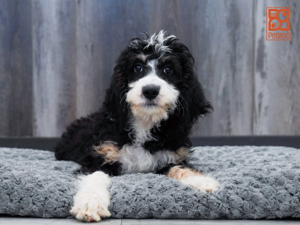Faye - Bernedoodle
