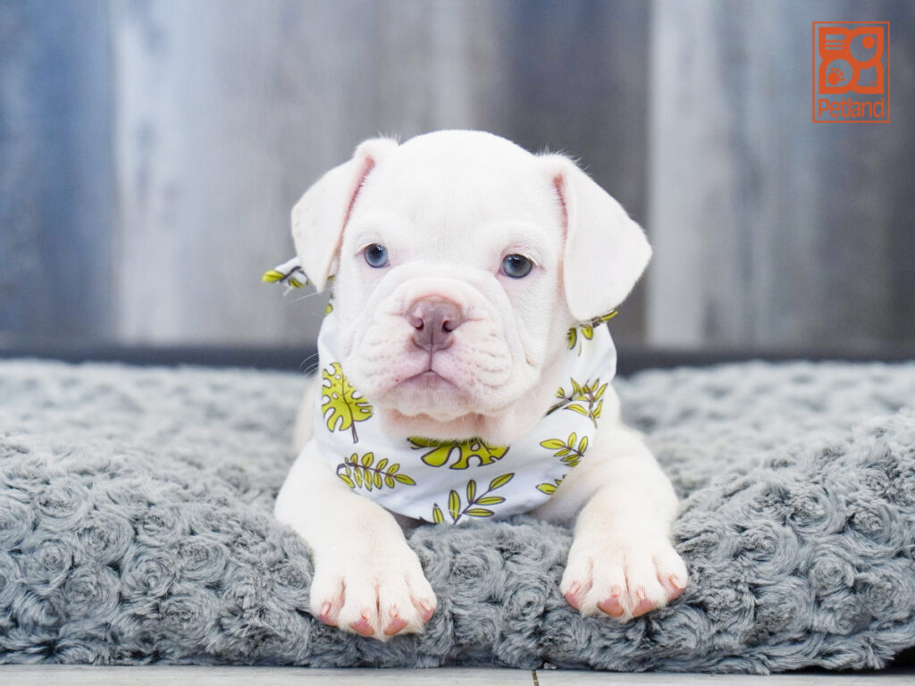 Pearl-May - Beabull 2nd Gen
