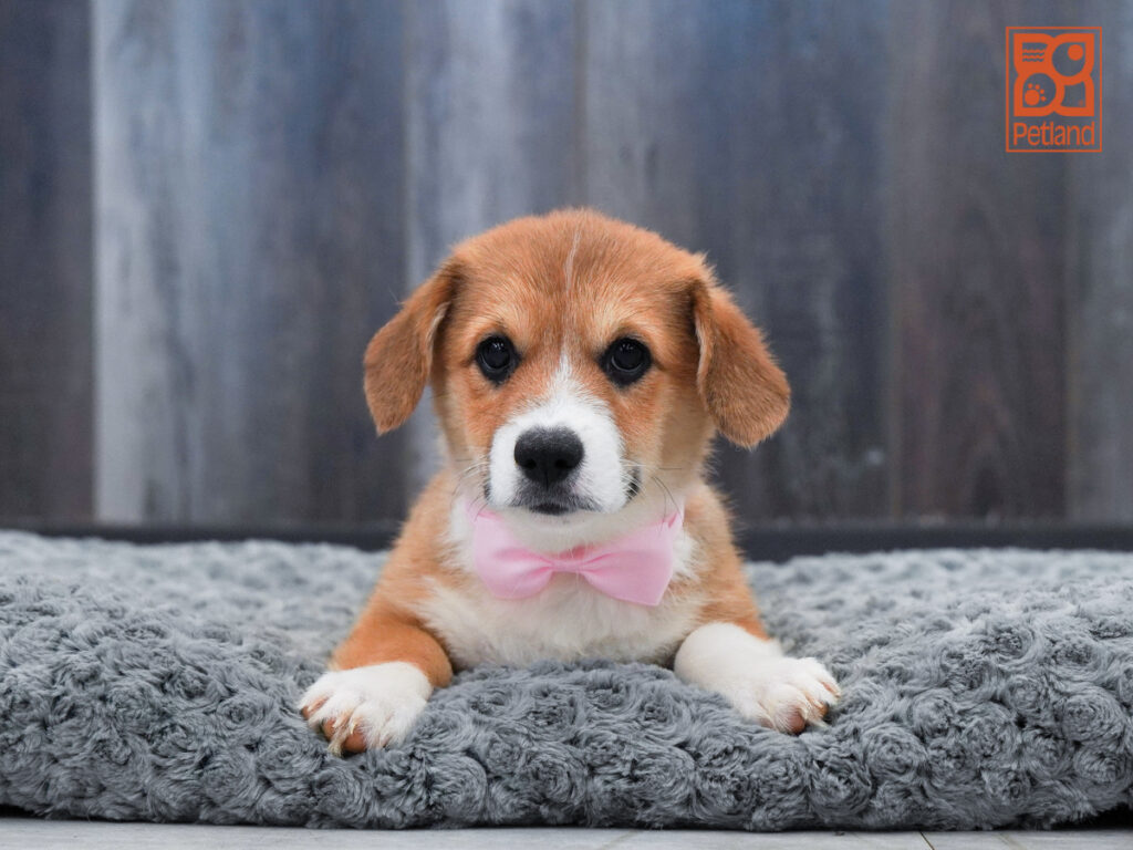 Raleigh - Pembroke Welsh Corgi