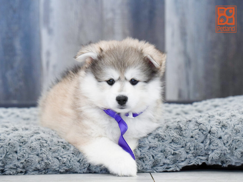 Oliver - Pomsky