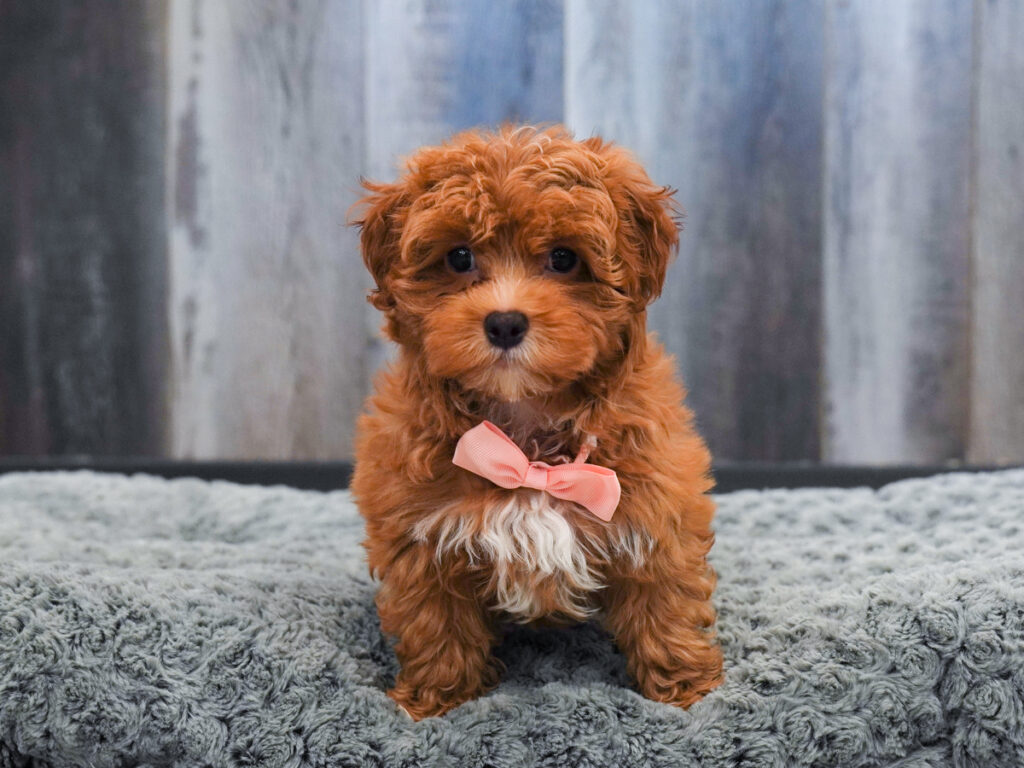Otis - Maltipoo