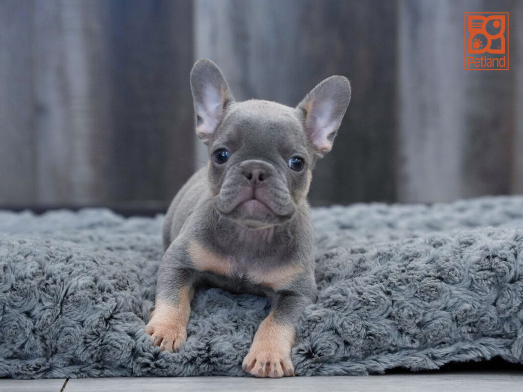 Storm - French Bulldog