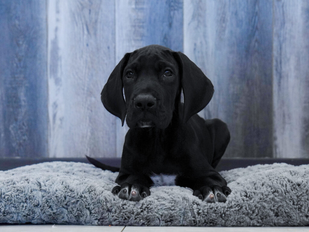 Leo - Great Dane