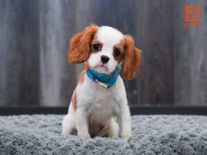 Petland Largo Florida Cavalier King Charles Spaniel puppy available