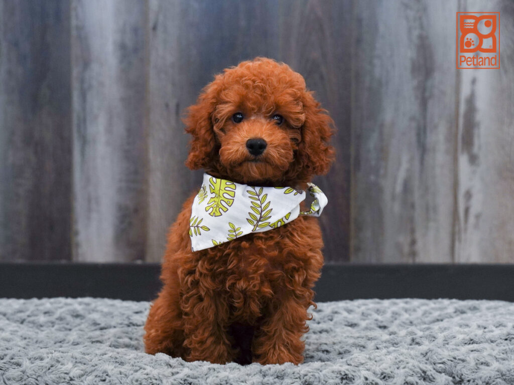 Rocky - Poodle