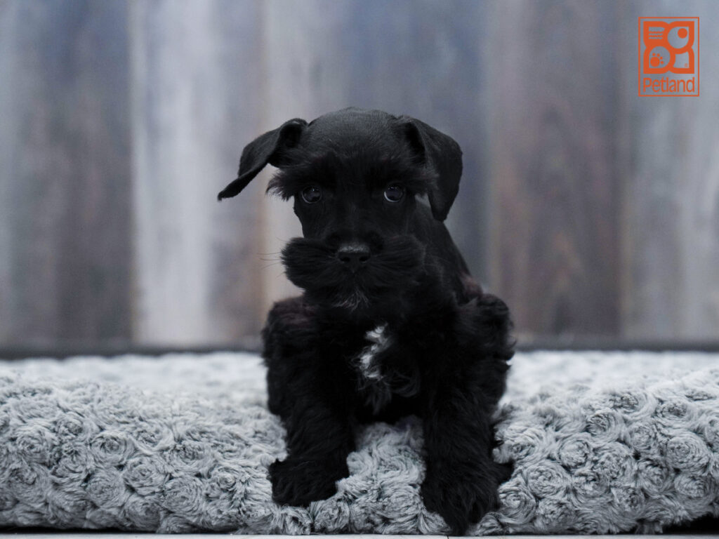 Smokey - Miniature Schnauzer