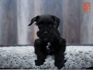 Miniature Schnauzer