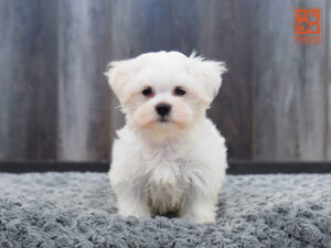 Maltese